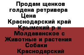 Продам щенков голдена ретривера › Цена ­ 15 000 - Краснодарский край, Крымский р-н, Молдаванское с. Животные и растения » Собаки   . Краснодарский край